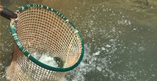 Giresunda Baraj Göllerinde Balık Üretimi Yaygınlaşıyor