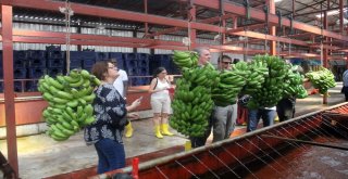 Alanya Muzunun Sırrı Araştırılıyor