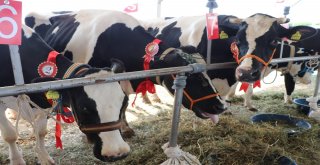 Tekirdağda İnek Güzellik Yarışması