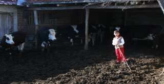 Bursada Ayılar 11 İneği Parçalayıp Toprağa Gömdü