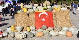Türkiyenin Tek Tescilli “Arıcan 97” Kabak Festivali Yapıldı