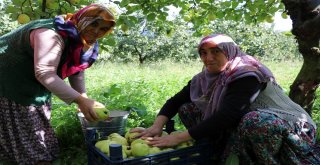 Dünyanın Ayva Merkezi Geyvede Ayva Hasadı Başladı