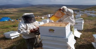 Tuzlucada Bal Sağımı Başladı