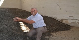 Yağlık Ayçiçeği Hasadı Başladı, Verim Düşük Ama Üreticiler Fiyatlardan Umutlu