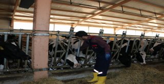 Erzincanda Şap Aşılama Kampanyası Başladı