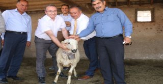 Üreticileri Ziyaret Eden İl Gıda, Tarım Ve Hayvancılık Müdürü Orhan Sarı;