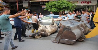 Limandan Kaçan Angus Kente Daldı