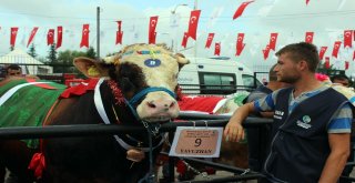 Çanlarla, Duvaklarla Süslenen Kurbanlıklar Podyumda Boy Gösterdi