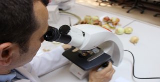 Bu Yaza Damgasını Vuran Soğan Tam Bir Şifa Deposu