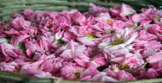 ‘Gülde Coğrafi İşaret Tamam, Sıra Unesco Dünya Mirası Listesinde