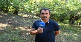 Sinopta Kestane Hasadı Başladı