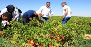 Belediye Başkanı Çiftçi İsot Hasadına Katıldı