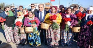 Ayvalıkta 14. Uluslar Arası Zeytin Hasat Günleri Başladı