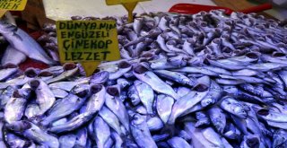 Balık, Karadenizden Ege Ve Akdenize Göç Ediyor