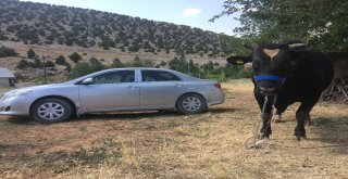 İki Tonluk Boğa, Otomobil Fiyatına Alıcı Bekliyor