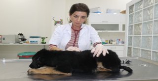 Ölmek Üzere Olan Köpek Vatandaşların Duyarlılığı Sayesinde Kurtarıldı