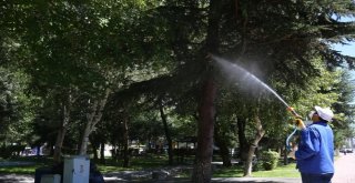 Melikgazide Ağaç Ve Parklarda Sürekli İlaçlama