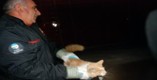Mahsur Kalan Kedi Kurtarma Ekiplerine Zor Anlar Yaşattı