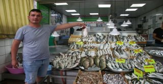 Denizlide Balıklar Tezgahlardaki Yerini Aldı