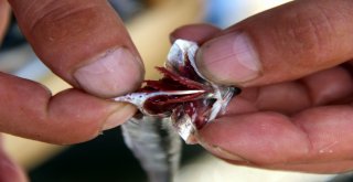 Karadenizde Ağustos Ayında Hamsi Çıktı