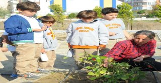 Öğrenciler Yerel Tohumunun Kıymetini Sebzelerini Yetiştirerek Anlayacak