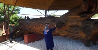 Osman Gazinin Salıncakta Sallandığı 12 Asırlık Çam Koruma Altında