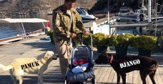 Köpek Zehirlenmesi Davasında Bilir Kişi İnceleme Yapacak