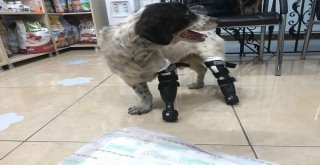 (Özel) Türkiyenin Yüreğini Sızlatan Sızı Köpekten Sevindirici Haber