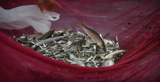 (Özel Haber) Balıkçılar Bu Balığa Av Yasağı Getirilmesini İstiyor