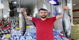 Balıkçılar Kestane Karasını Bekliyor