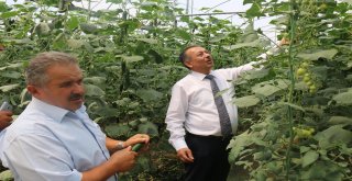 Sarı Ve Sayandan Seralarda İnceleme