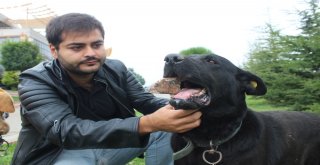 (Özel Haber)Yavrularını Kaybeden Köpek, Ağzındaki Taşı Yavrusu Sanıyor