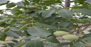 Dağı Taşı Ceviz Fidanı İle Doldurdu