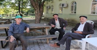 Bursada Ayılar 11 İneği Parçalayıp Toprağa Gömdü