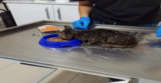 Kanala Düşen Yavru Kedi Kurtarıldı