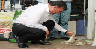 Başkan Akından Kedilere Barınak