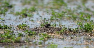 Bursada Tarlaları Fareler İstilâ Etti