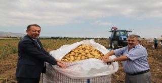 Çorumda Patates Hasadı Başladı