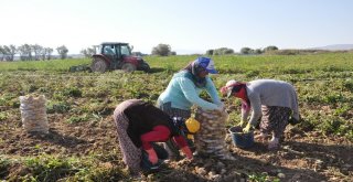 Sandıklıda Yeni Mahsul Patates Hasadı Başladı