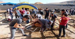 Yozgatta Kurbanlar Kesildi