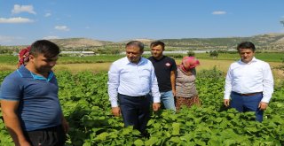 Burdur İnsuyunda Fasulye Hasadı Devam Ediyor