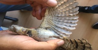 Yaralı Boyun Çeviren Kuş Tedavi Altına Alındı