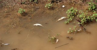 Balık Ölümleri Korkuttu