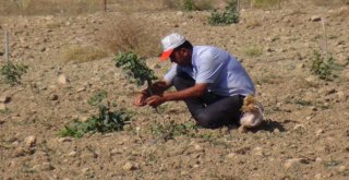 Gercüşte Fıstık Ağaçları Aşılanmaya Başlandı