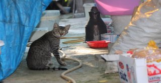 Uçurumdaki Kedisini Kurtarmak İsteyen Yaşlı Kadın Mahsur Kaldı