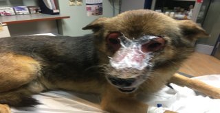 (Özel Haber) Yüzü Kimyasal Maddeyle Yakıldığı İddia Edilen Köpek İstanbula Getirildi