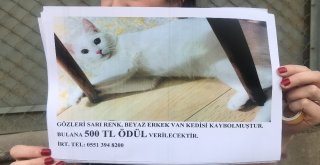 Genç Kadın Evden Kaçan Kedisini Sokak Sokak Arıyor