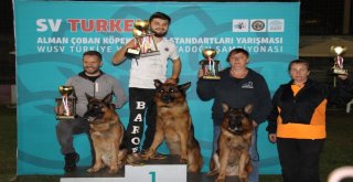 Alman Çoban Köpekleri Yarıştı