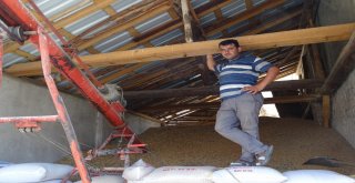 Yağış Nedeniyle Buğday Hasadı Yapılamıyor