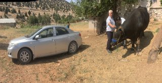 İki Tonluk Boğa, Otomobil Fiyatına Alıcı Bekliyor